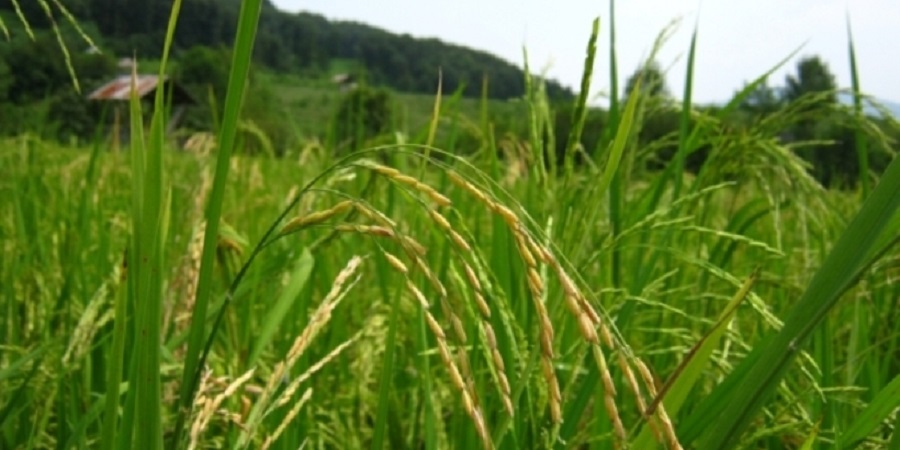 افزایش تولید مکانیزه برنج از راهکارهای کاهش هزینه این محصول است