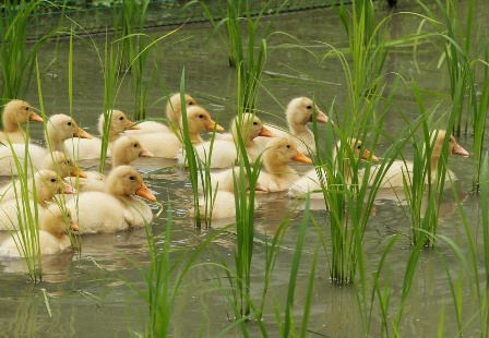 ضرورت افزایش پرورش اردک در شالیزارهای گیلان