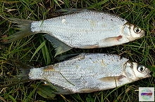 متخلف تلف شدن 630 قطعه ماهی سیم  در رودسر به مرجع قضایی معرفی گردید