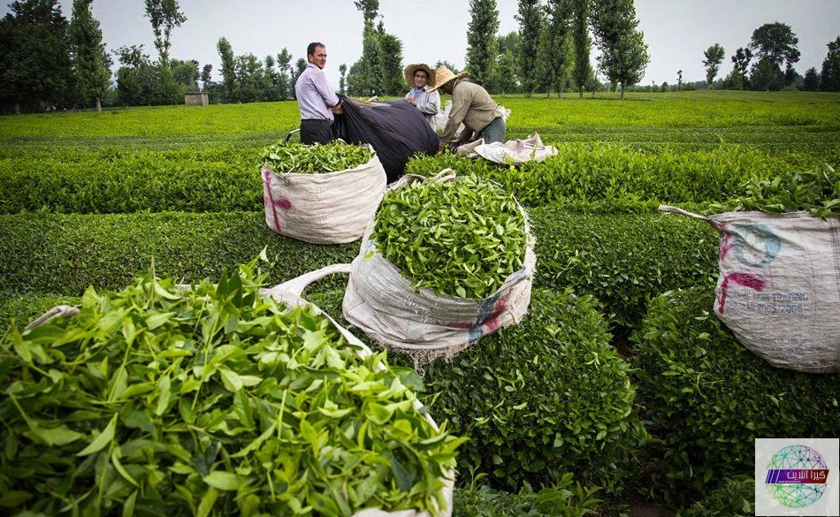 برداشت برگ سبز چای با استفاده از ماشین برگ چین تک نفره شارژی برای اولین بار در کشور در لاهیجان