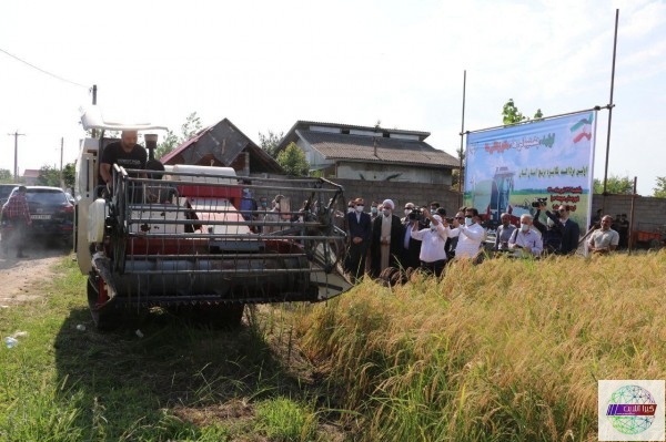 اولین برداشت مکانیزه برنج در استان گیلان انجام شد