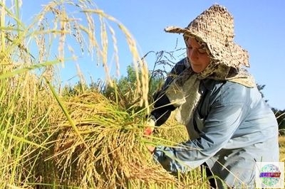 برداشت ۹۸ درصدی خوشه‌های طلایی برنج در گیلان