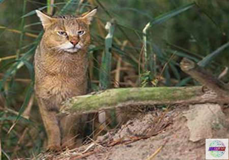 رها سازی یک قلاده گربه جنگلی به طبیعت در گیلان