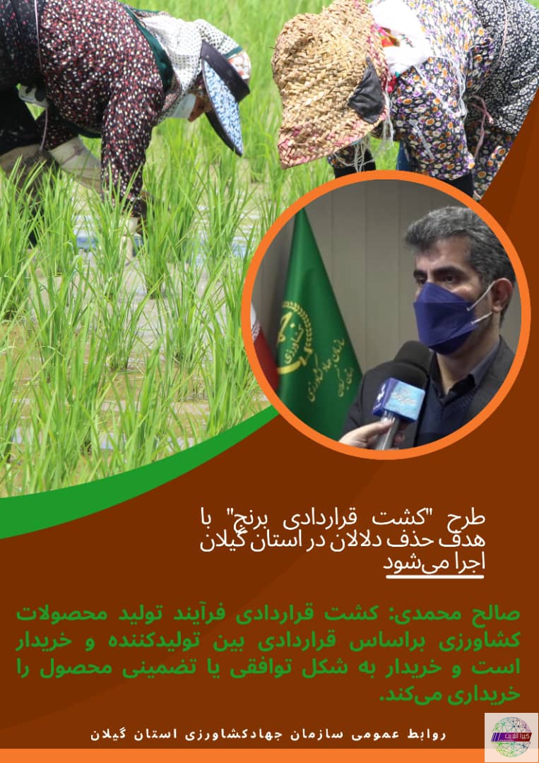 اجرای طرح “کشت قراردادی برنج ” با هدف حمایت از تولیدکنندگان در استان گیلان‌