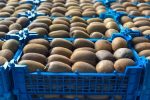 صادرات ۳۲ میلیون دلاری کیوی توسط باغداران گیلانی
