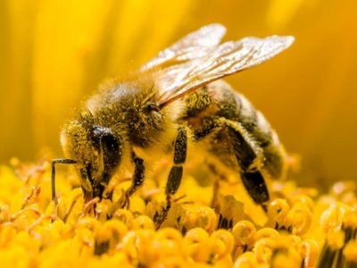 سرشماری بیش از ۴۵۰۰ زنبورستان‌ در استان گیلان