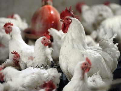رتبه اول گیلان در تولید مرغ اجداد کشور