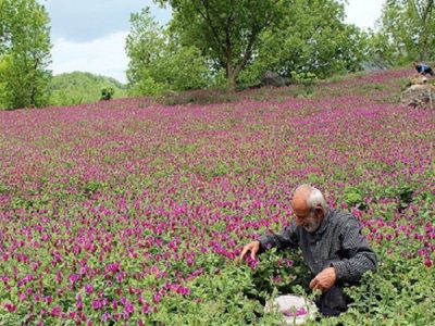 تولید گیاهان دارویی، ثروت ساز است