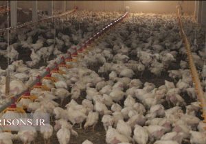 ۱۵ تن مرغ گوشتی با تلاش زندانیان لاهیجانی به بازار عرضه شد