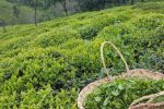 باغات چای گیلان آماده کودپاشی است