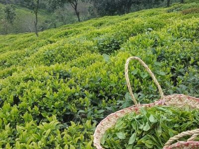 باغات چای گیلان آماده کودپاشی است
