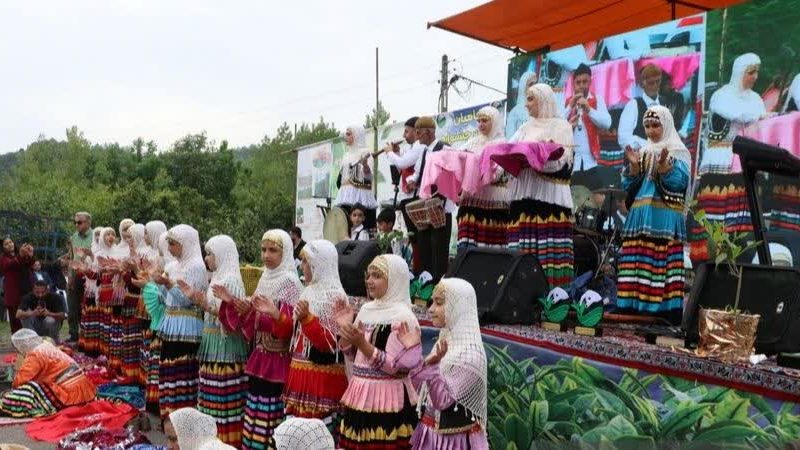 برداشت برگ سبز چای، جشنی به رنگ طراوت و زندگی در لنگرود به روایت تصویر