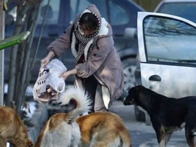 دلسوزی‌های نابه‌جا؛ مانعی بر سر راه مدیریت اصولی سگ‌های بلاصاحب