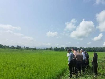 وضعیت شالیزارهای رشت ارزیابی می‌شود