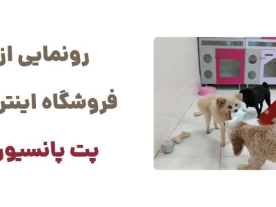 معرفی پت پانسیون: مقصدی ایده‌آل برای دوستداران حیوانات خانگی